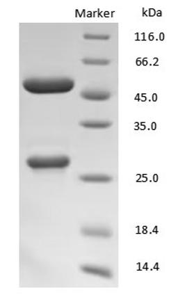 Human IgG Fc antibody on SDS-PAGE under reducing (R) condition. The purity of the protein is greater than 90%.