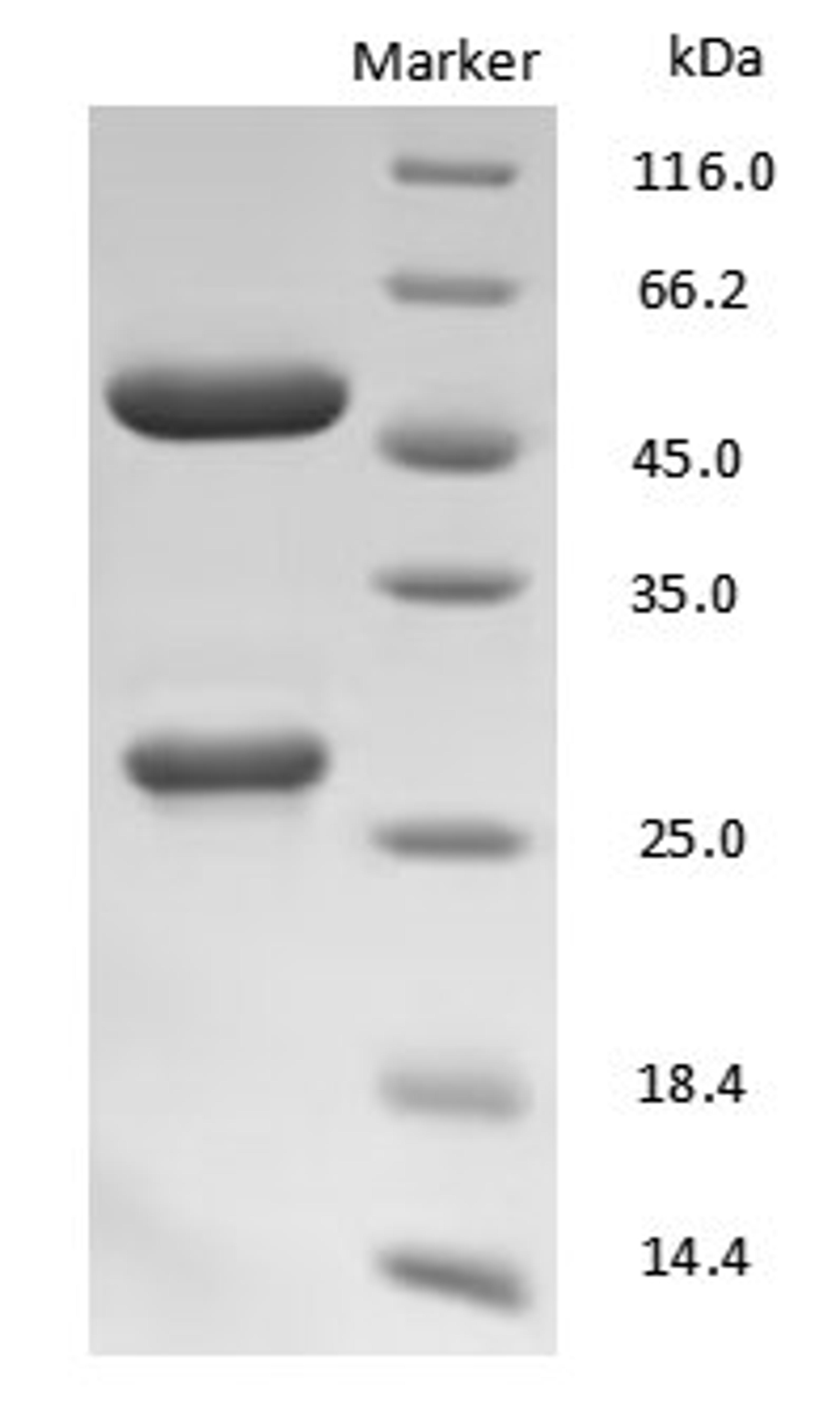 Human IgG Fc antibody on SDS-PAGE under reducing (R) condition. The purity of the protein is greater than 90%.