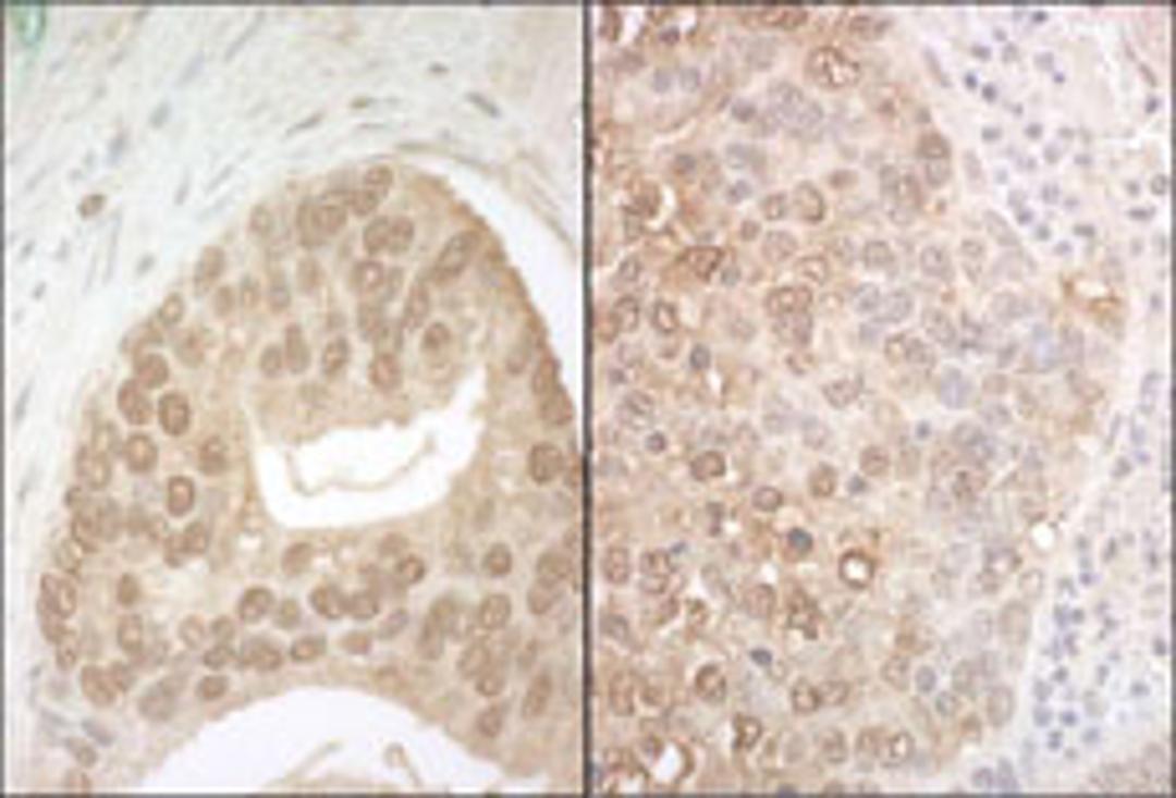 Detection of human and mouse APC7 by immunohistochemistry.