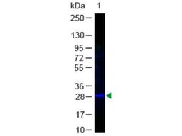 Western Blot: GFP Antibody [NB600-303] - Analysis using the FITC conjugate of NB600-303. Detection of Lane 1: GFP. Load: 50 ug per lane. Primary antibody: none. Secondary antibody: Fluorescein conjugated Anti-GFP at 1:1000 for 60 min at RT. Block: 1% BSA-TTBS for 30 min at RT. Predicted/Observed size: 28 kDa, 28 kDa.