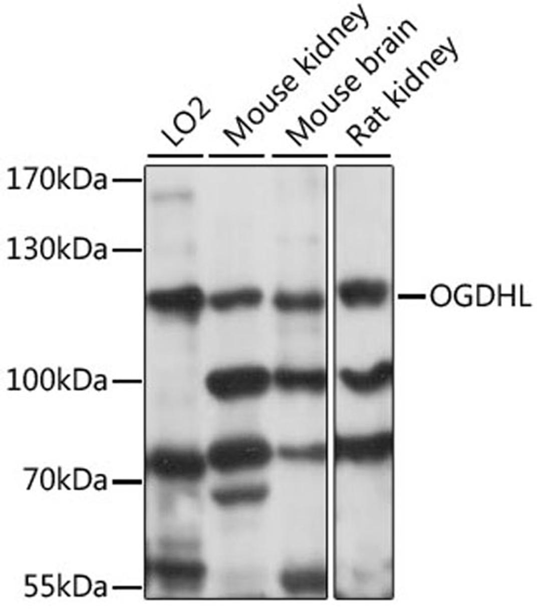 Western blot - OGDHL antibody (A15475)