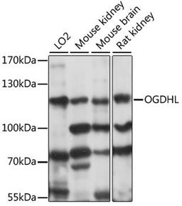 Western blot - OGDHL antibody (A15475)