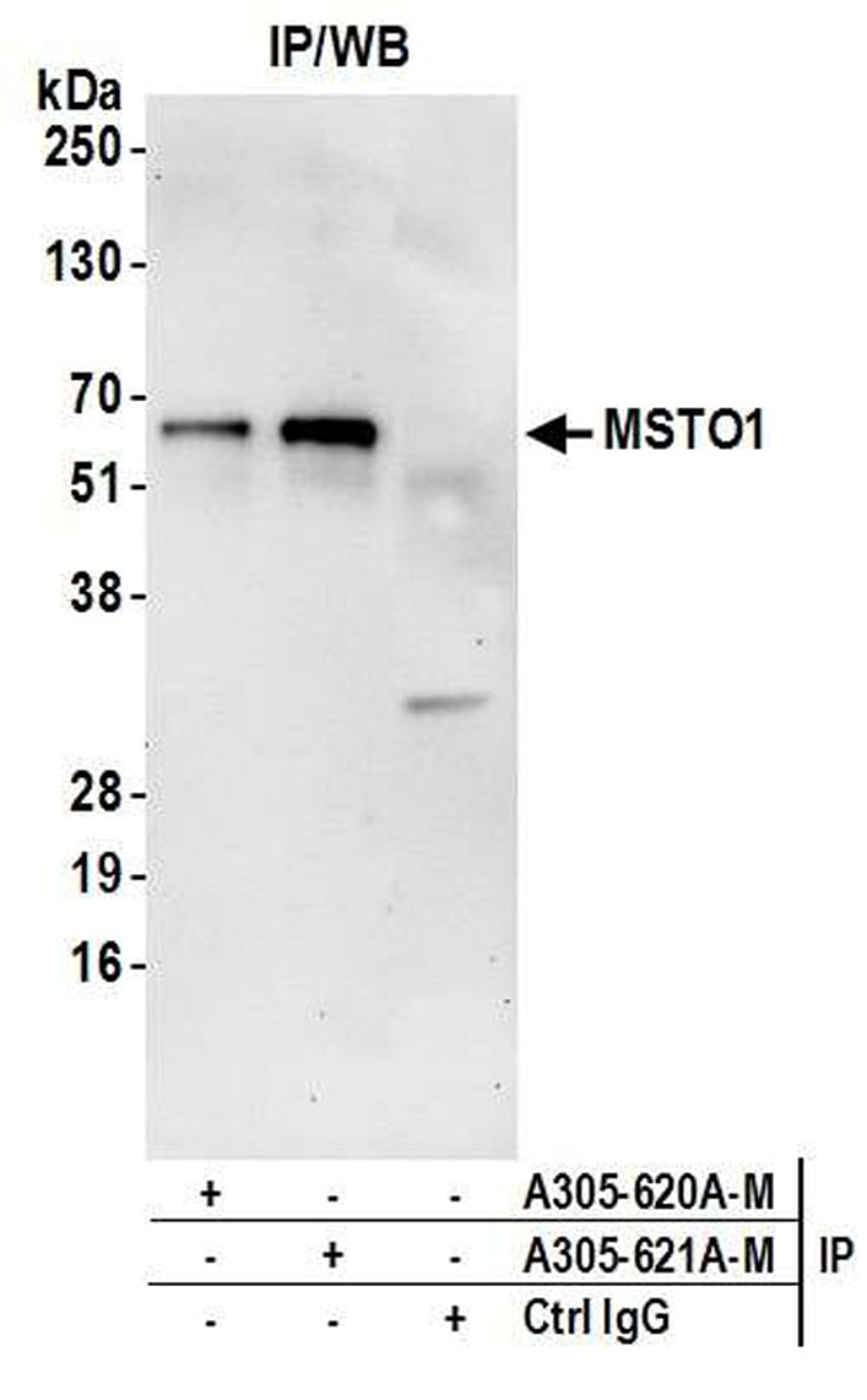 Detection of human MSTO1 by WB of IP.