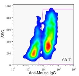 Flow Cytometry: HPi4 Antibody (HIC1-5F10) [NBP1-18948] - Analysis of enzyme dispersed human pancreas cells.