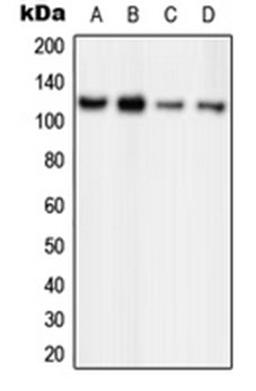 Western blot analysis of HeLa (Lane 1), MCF7 (Lane 2), PC12 (Lane 3), Ramos (Lane 4) whole cell lysates using ORC1 antibody