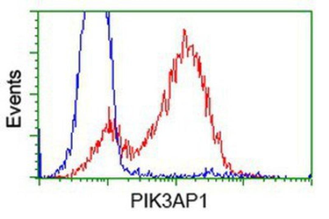 Flow Cytometry: PIK3AP1 Antibody (7A11) [NBP2-03109] - HEK293T cells transfected with either overexpression plasmid (Red) or empty vector control plasmid (Blue) were immunostained by anti-PIK3AP1 antibody, and then analyzed by flow cytometry.