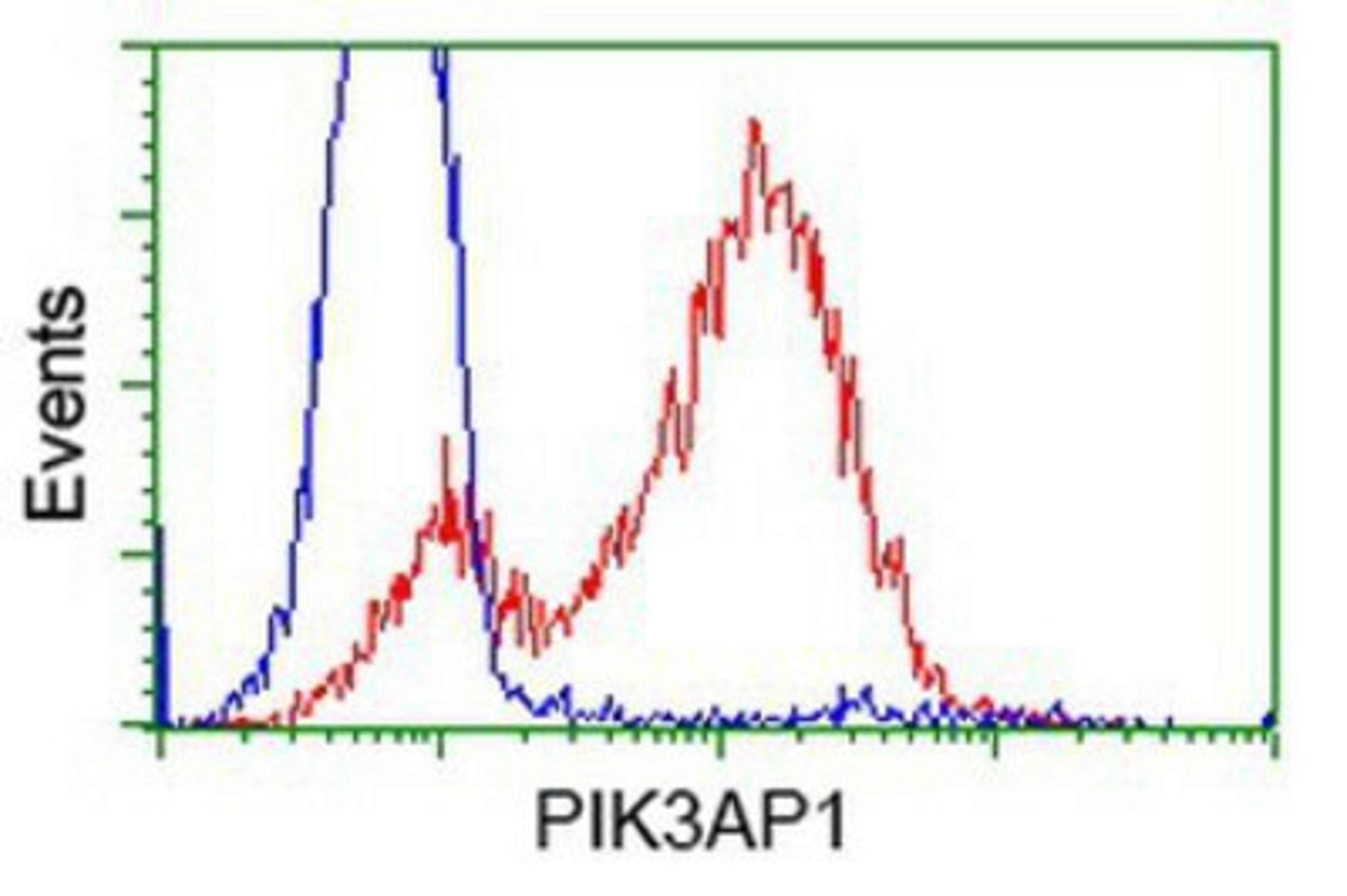 Flow Cytometry: PIK3AP1 Antibody (7A11) [NBP2-03109] - HEK293T cells transfected with either overexpression plasmid (Red) or empty vector control plasmid (Blue) were immunostained by anti-PIK3AP1 antibody, and then analyzed by flow cytometry.