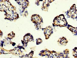 IHC image of CSB-PA740988LA01HU diluted at 1:200 and staining in paraffin-embedded human placenta tissue performed on a Leica BondTM system. After dewaxing and hydration, antigen retrieval was mediated by high pressure in a citrate buffer (pH 6.0). Section was blocked with 10% normal goat serum 30min at RT. Then primary antibody (1% BSA) was incubated at 4°C overnight. The primary is detected by a biotinylated secondary antibody and visualized using an HRP conjugated SP system.