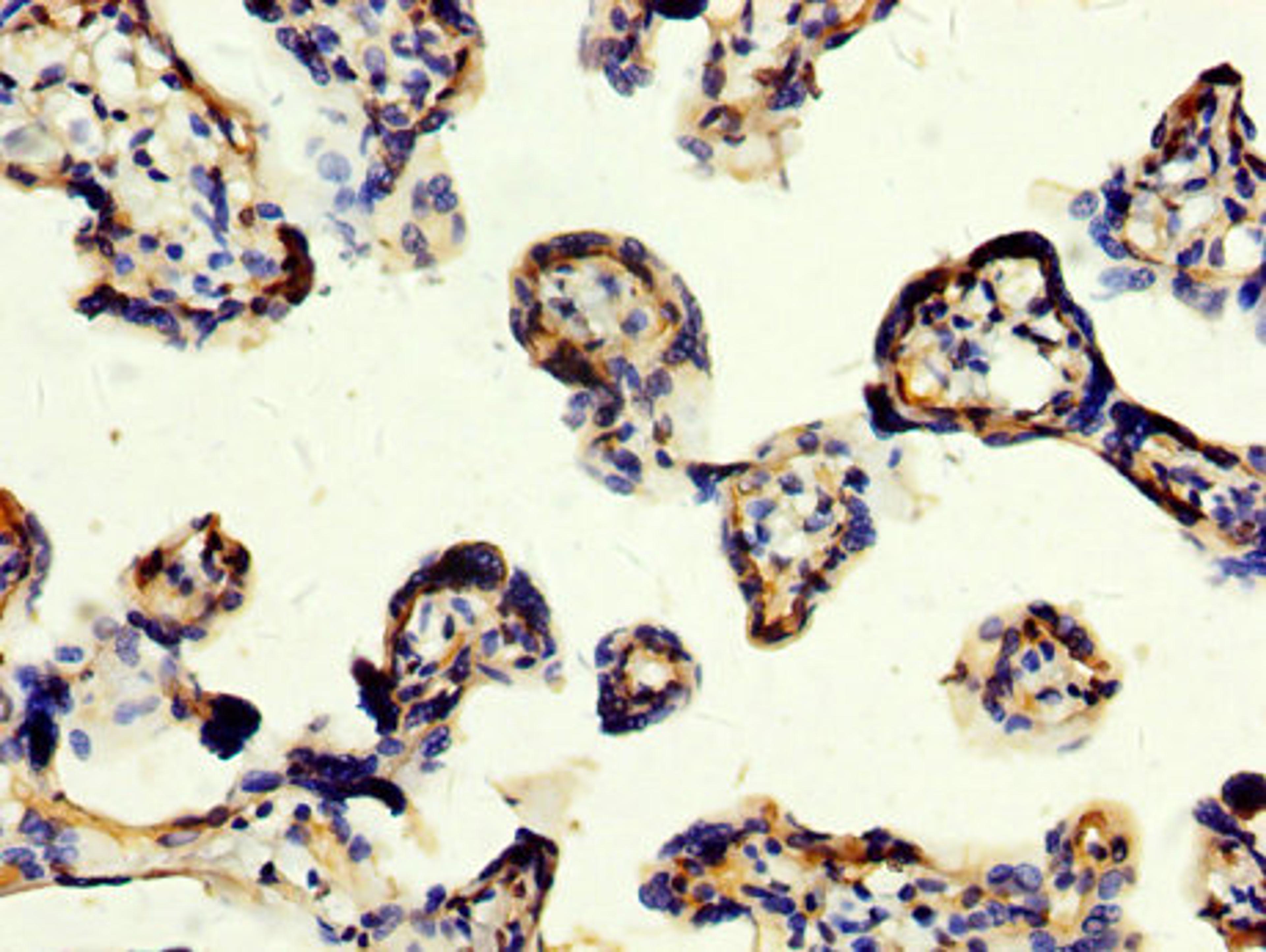 IHC image of CSB-PA740988LA01HU diluted at 1:200 and staining in paraffin-embedded human placenta tissue performed on a Leica BondTM system. After dewaxing and hydration, antigen retrieval was mediated by high pressure in a citrate buffer (pH 6.0). Section was blocked with 10% normal goat serum 30min at RT. Then primary antibody (1% BSA) was incubated at 4°C overnight. The primary is detected by a biotinylated secondary antibody and visualized using an HRP conjugated SP system.
