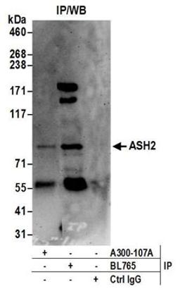 Detection of human ASH2 by western blot of immunoprecipitates.