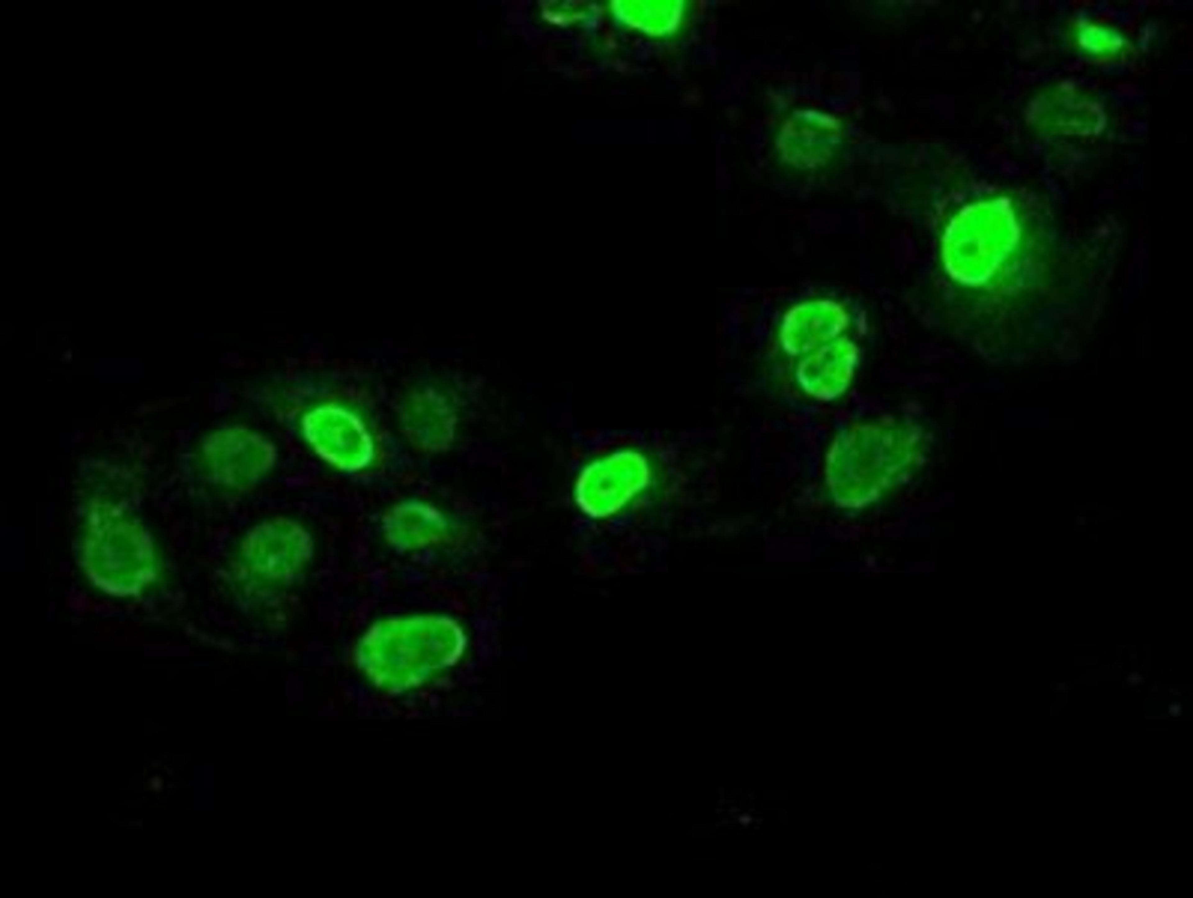 Immunocytochemistry/Immunofluorescence: SATB1 Antibody (13D6) [NBP1-47950] - Staining of COS7 cells transiently transfected by pCMV6-ENTRY SATB1.