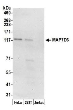 Detection of human MAP7D3 by western blot.