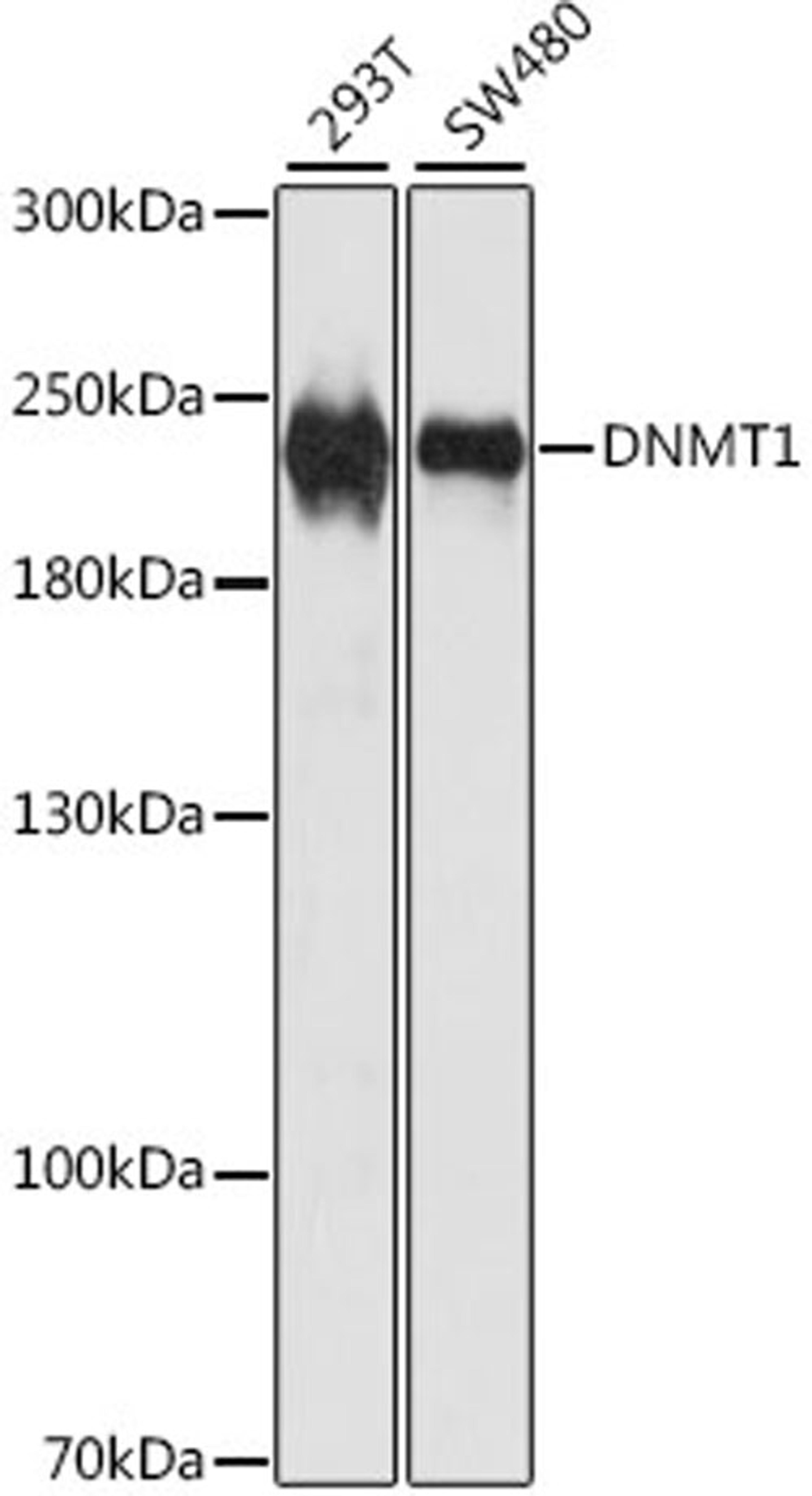 Western blot - DNMT1 antibody (A5495)