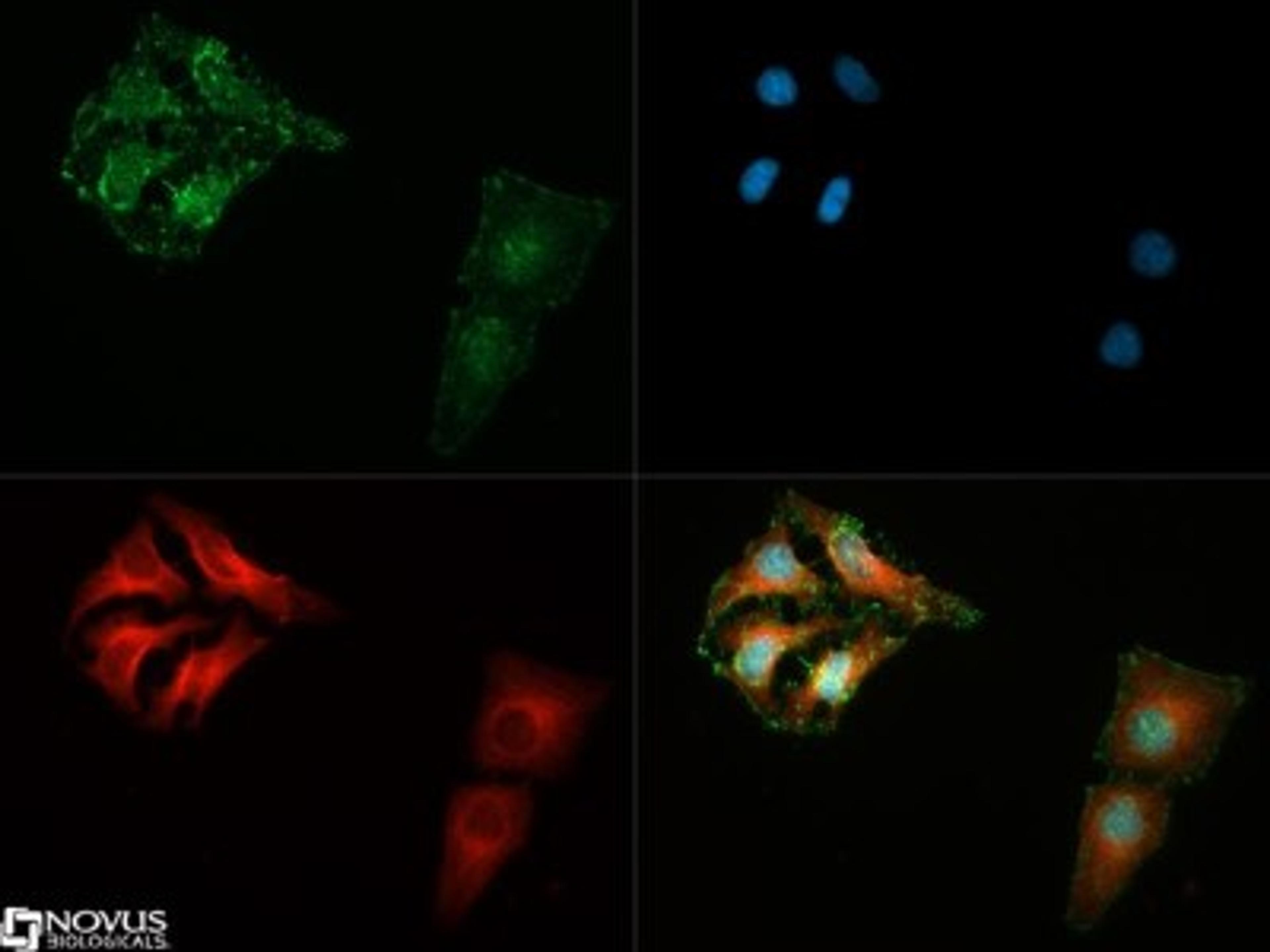 Immunocytochemistry/Immunofluorescence: 14-3-3 gamma [ac Val2] Antibody (KC21) [NB100-406] - 14-3-3 gamma [ac  Val2] antibody was tested in SH-SY5Y cells with DyLight 488 (green). Nuclei and alpha-tubulin were counterstained with DAPI (blue) and Dylight 550 (red).