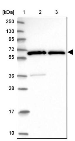 Western Blot: GTF2H1 Antibody [NBP2-38556] - Lane 1: Marker [kDa] 250, 130, 95, 72, 55, 36, 28, 17, 10<br/>Lane 2: RT-4<br/>Lane 3: U-251 MG