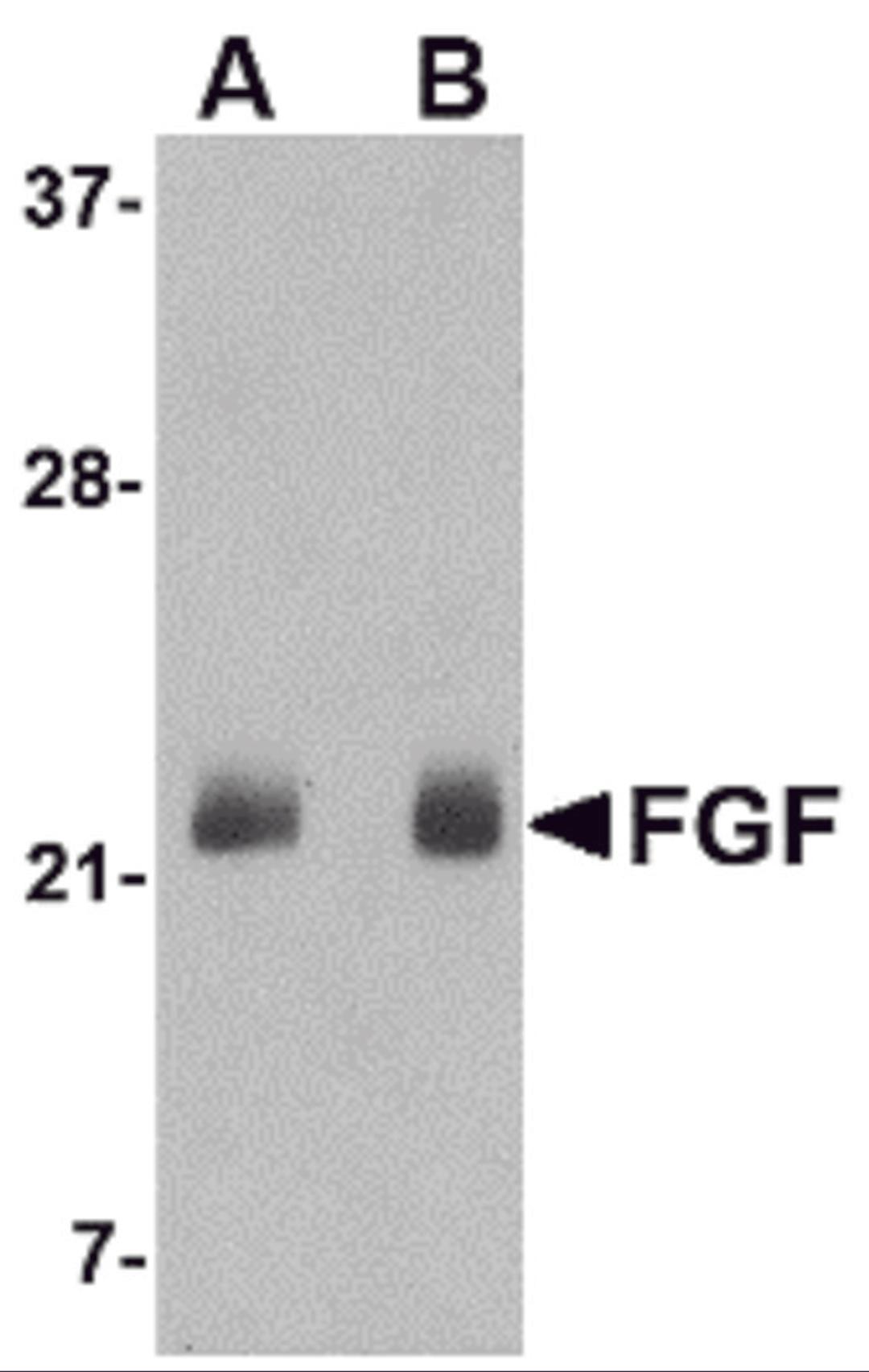 Western blot analysis of FGF4 in NIH 3T3 cell lysate with FGF4 antibody at (A) 0.5 and (B) 1 μg/mL.