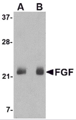 Western blot analysis of FGF4 in NIH 3T3 cell lysate with FGF4 antibody at (A) 0.5 and (B) 1 μg/mL.