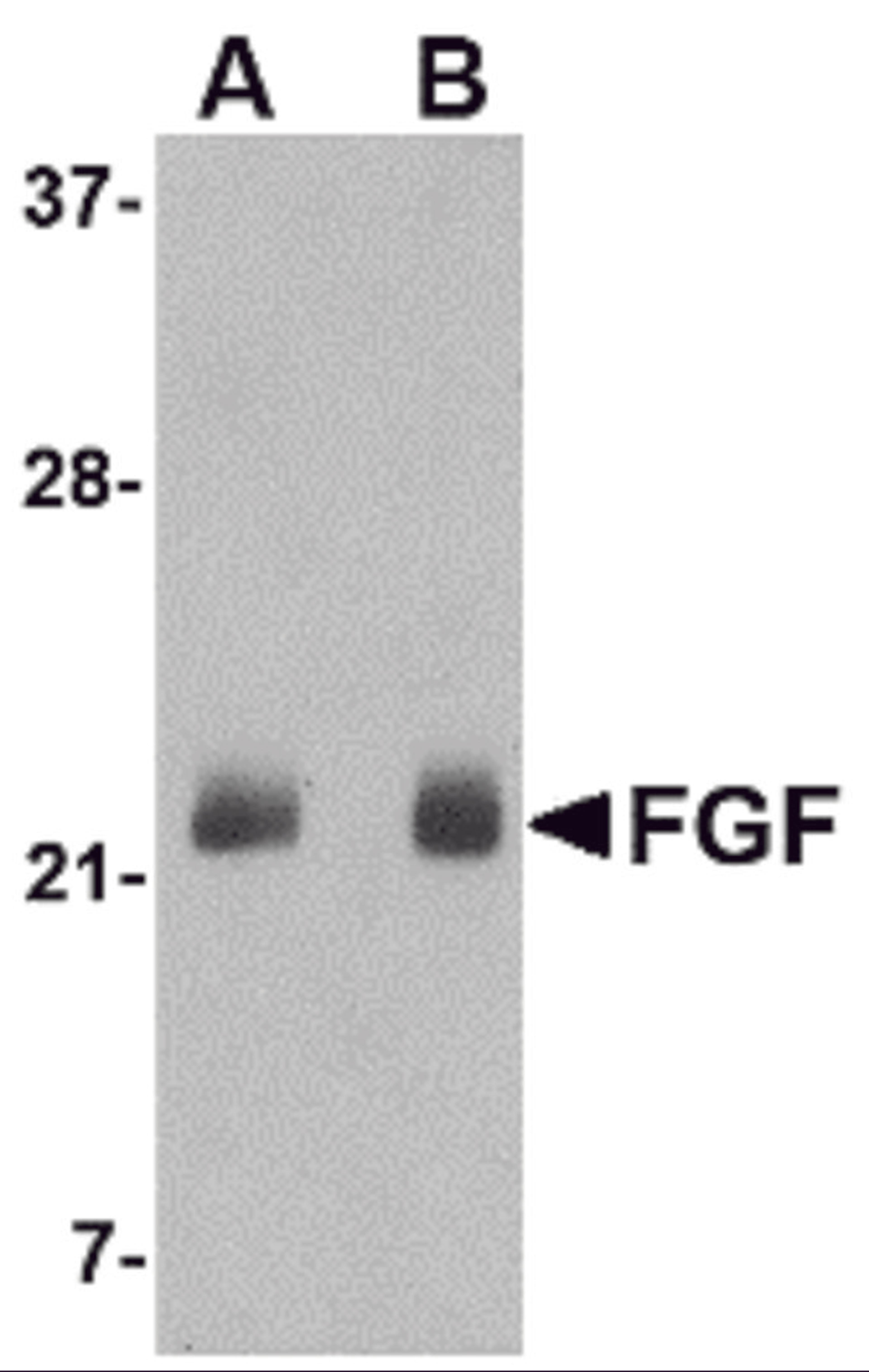Western blot analysis of FGF4 in NIH 3T3 cell lysate with FGF4 antibody at (A) 0.5 and (B) 1 μg/mL.