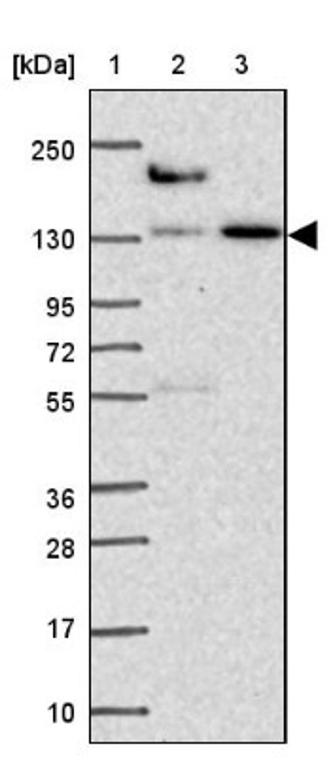 Western Blot: COBLL1 Antibody [NBP2-38697] - Lane 1: Marker [kDa] 250, 130, 95, 72, 55, 36, 28, 17, 10<br/>Lane 2: RT-4<br/>Lane 3: U-251 MG