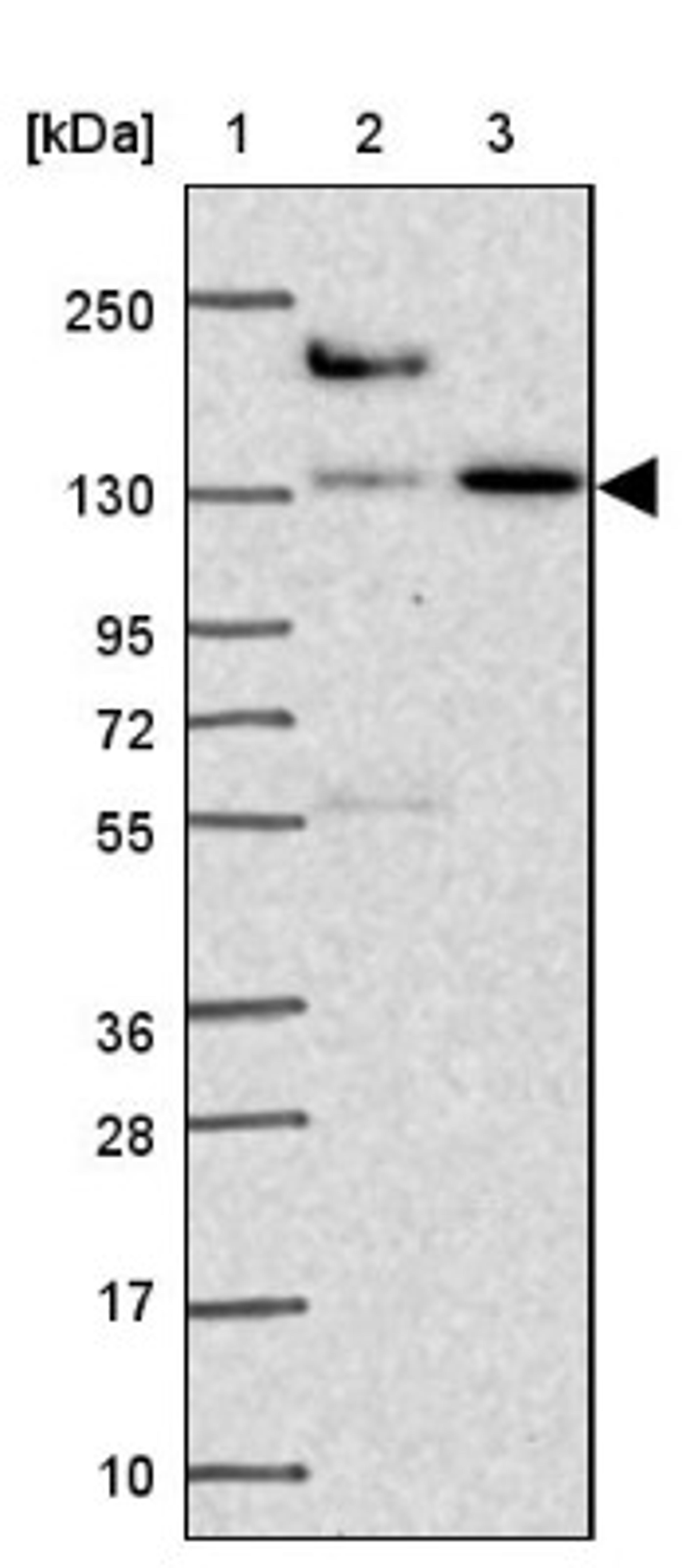 Western Blot: COBLL1 Antibody [NBP2-38697] - Lane 1: Marker [kDa] 250, 130, 95, 72, 55, 36, 28, 17, 10<br/>Lane 2: RT-4<br/>Lane 3: U-251 MG