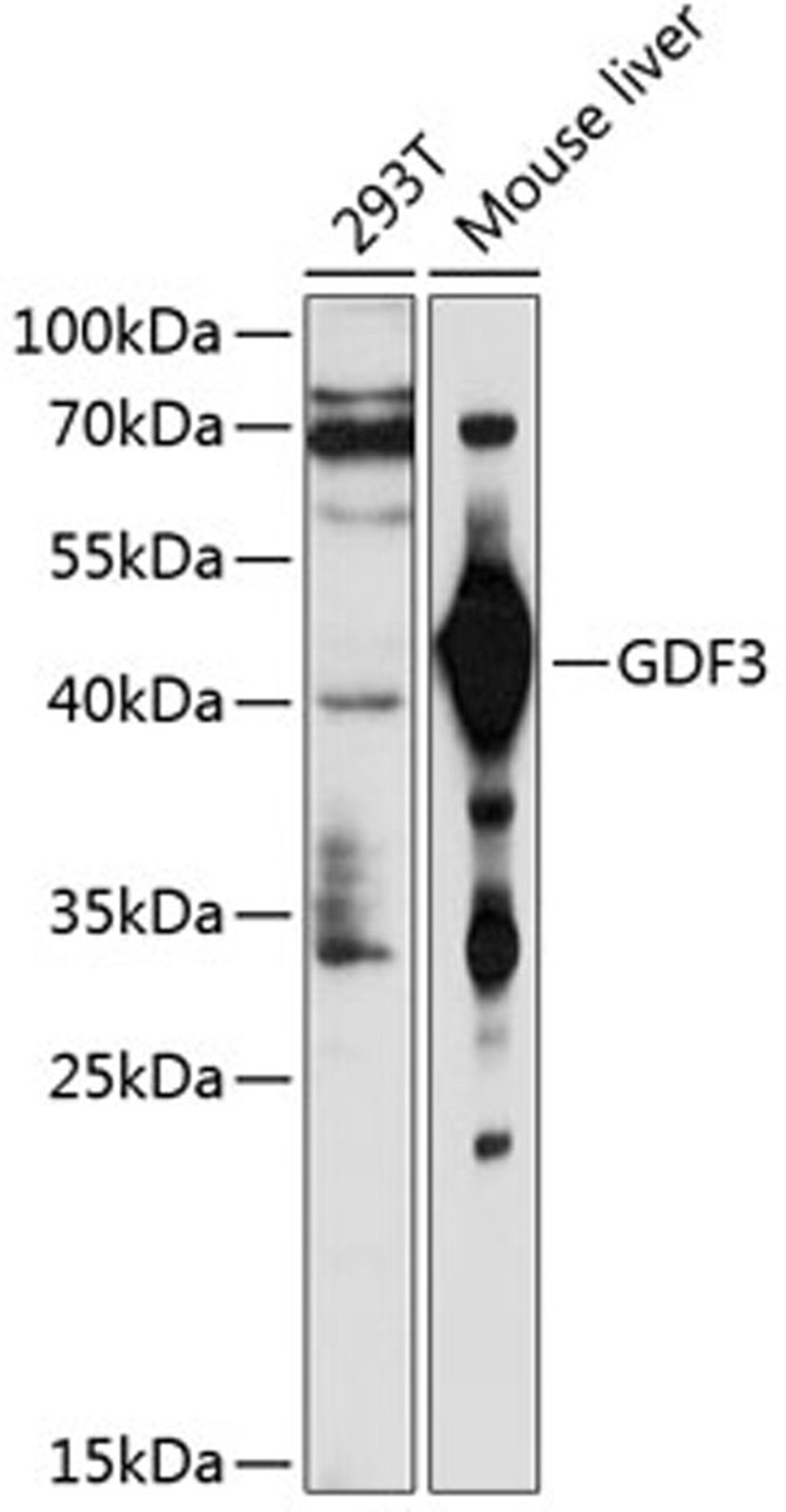 Western blot - GDF3 antibody (A2738)