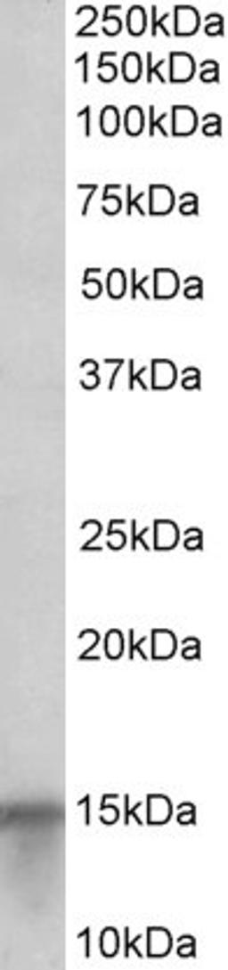 46-241 (0.1ug/ml) staining of Human Skin lysate (35ug protein in RIPA buffer). Primary incubation was 1 hour. Detected by chemiluminescence.