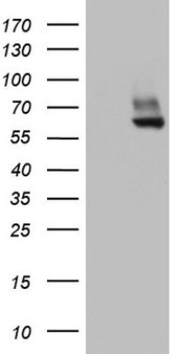 Western Blot: PDE1A Antibody (7D5) [NBP2-46355] - Analysis of HEK293T cells were transfected with the pCMV6-ENTRY control (Left lane) or pCMV6-ENTRY PDE1A .