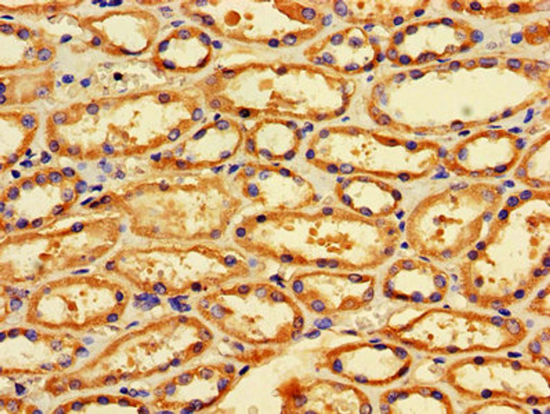IHC image of CSB-PA008684LA01HU diluted at 1:600 and staining in paraffin-embedded human kidney tissue performed on a Leica BondTM system. After dewaxing and hydration, antigen retrieval was mediated by high pressure in a citrate buffer (pH 6.0). Section was blocked with 10% normal goat serum 30min at RT. Then primary antibody (1% BSA) was incubated at 4&deg;C overnight. The primary is detected by a biotinylated secondary antibody and visualized using an HRP conjugated SP system.