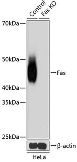 Western blot - Fas antibody (A19582)