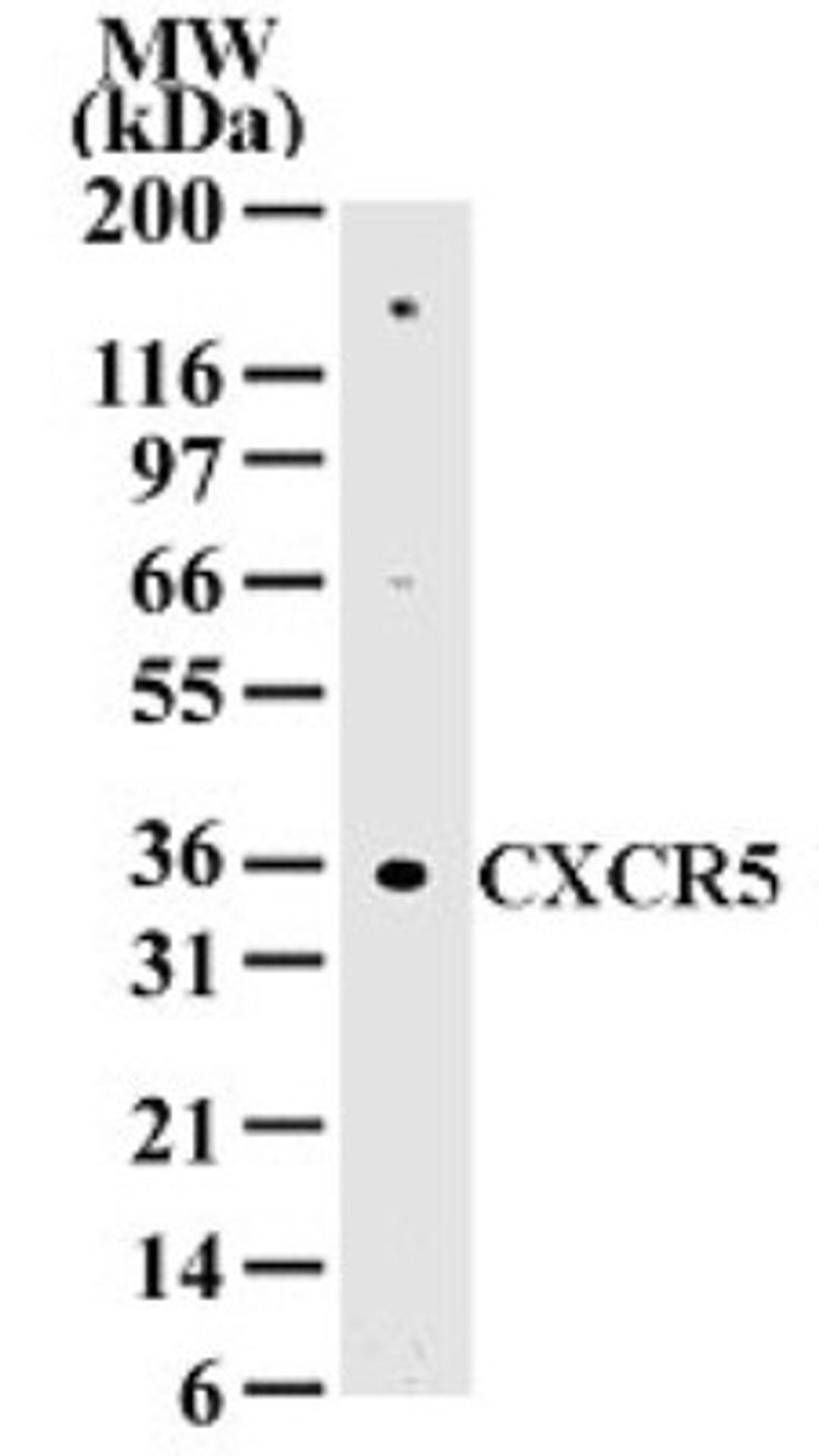 Western Blot: CXCR5 Antibody [NB100-56333] - analysis of 20 ug of total cell lysate from Daudi cells with this antibody at 2ug/ml dilution.