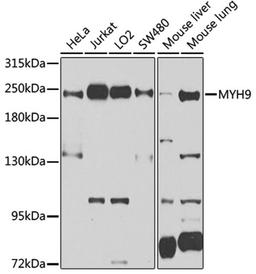 Western blot - MYH9 antibody (A0173)