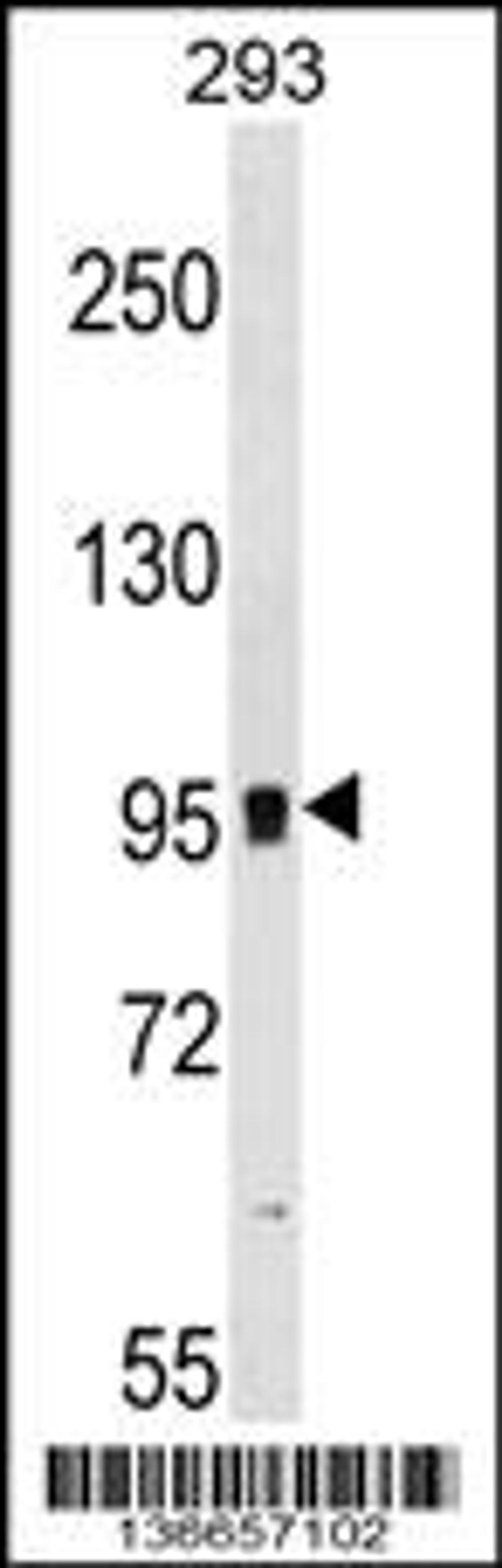 Western blot analysis in 293 cell line lysates (35ug/lane).