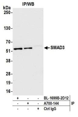 Detection of human SMAD3 by western blot of immunoprecipitates.