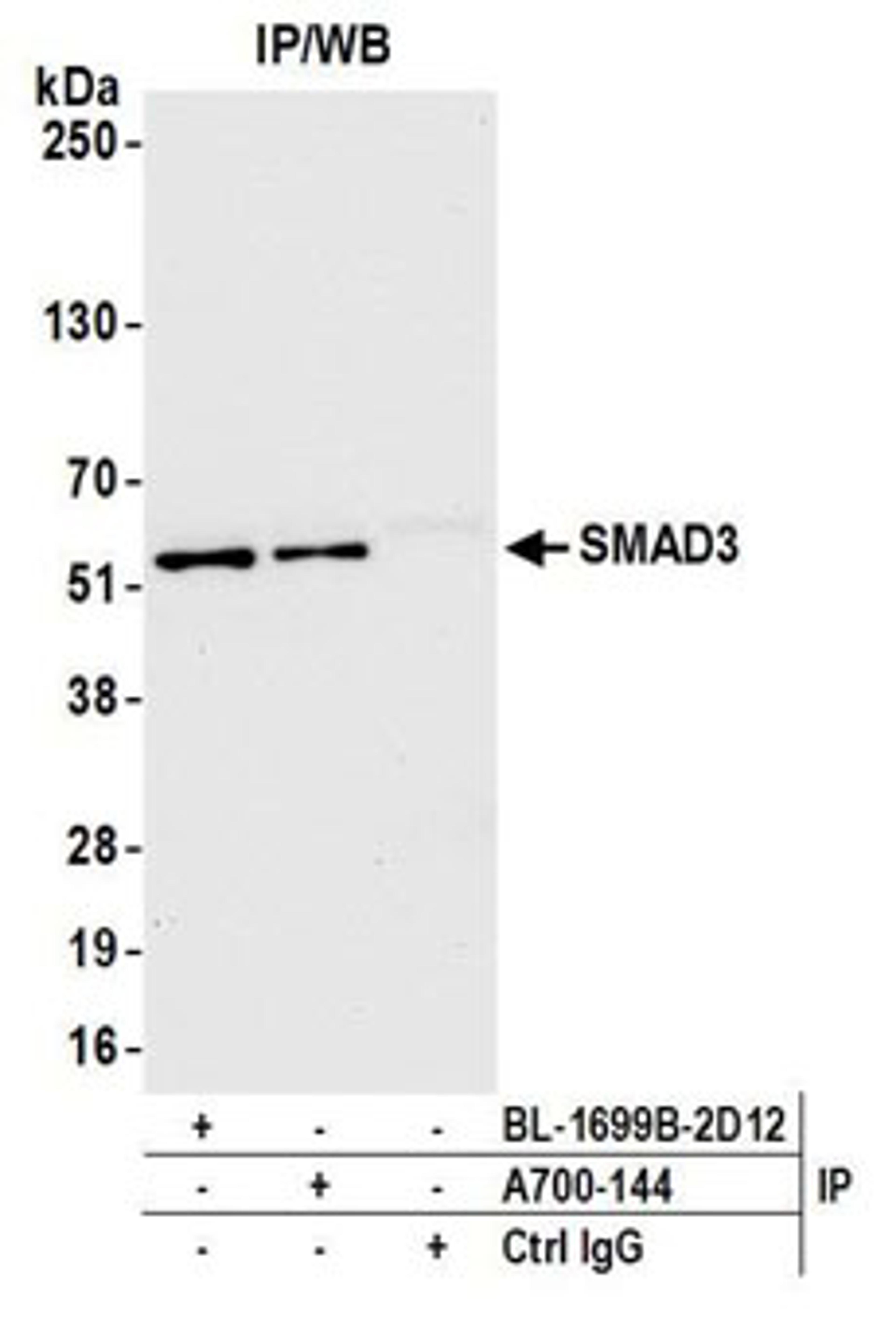 Detection of human SMAD3 by western blot of immunoprecipitates.