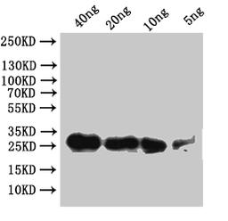 Western Blot. Positive WB detected in: recombinant protein. All lanes:Sgf11 Antibody at 1:1000. Secondary. Goat polyclonal to rabbit IgG at 1/50000 dilution. Predicted band size: 23.6 kDa. Observed band size: 24 kDa.