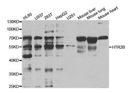 Western blot analysis of extracts of various cell lines using HTR2B antibody