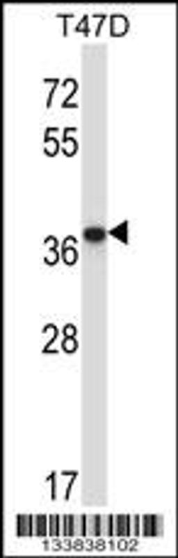 Western blot analysis in T47D cell line lysates (35ug/lane).