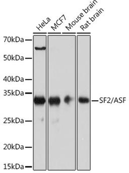 Western blot - SF2/ASF Rabbit mAb (A4091)