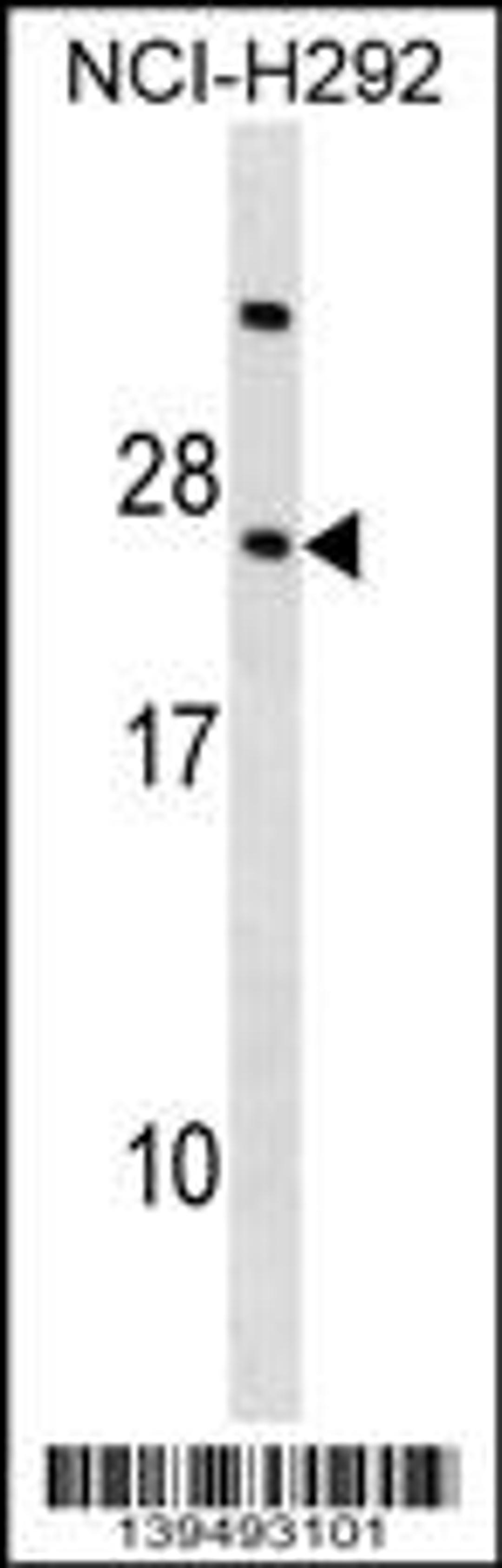 Western blot analysis in NCI-H292 cell line lysates (35ug/lane).