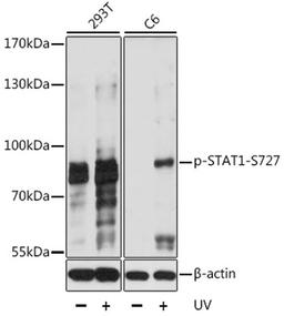 Western blot - Phospho-STAT1-S727 antibody (AP0109)