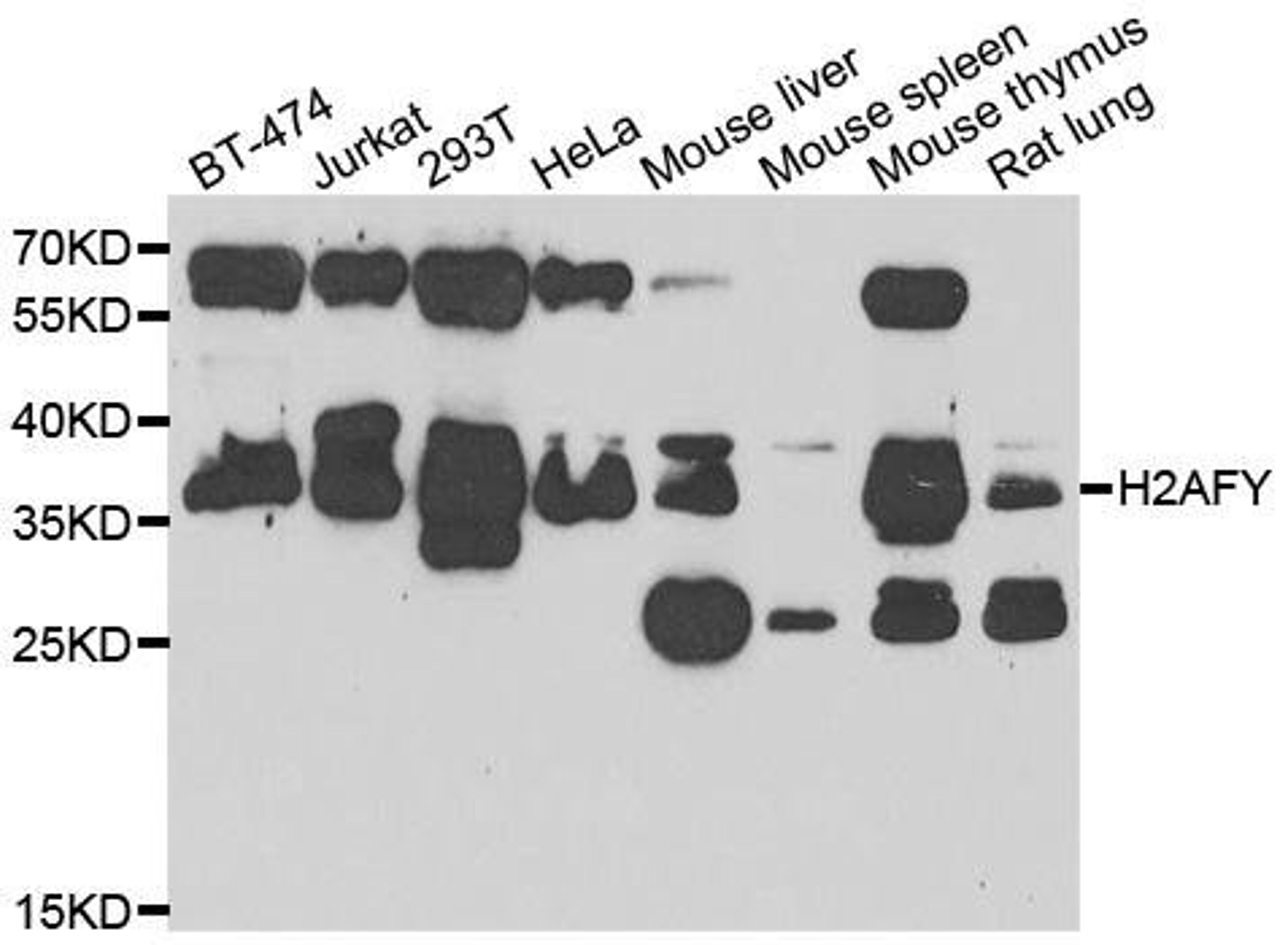 WB analysis of extracts of various cell lines using H2AFY antibody