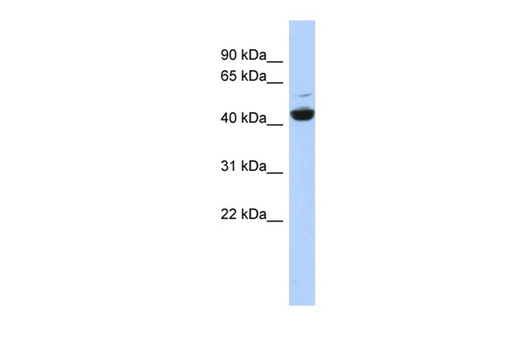 Antibody used in WB on Human HepG2 at 0.2-1 ug/ml.