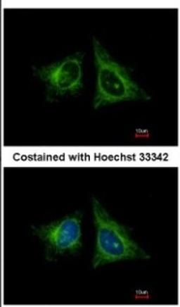 Immunocytochemistry/Immunofluorescence: HEBP1 Antibody [NBP2-14977] - Analysis of methanol-fixed HeLa, using HEBP1 antibody at 1:400 dilution.