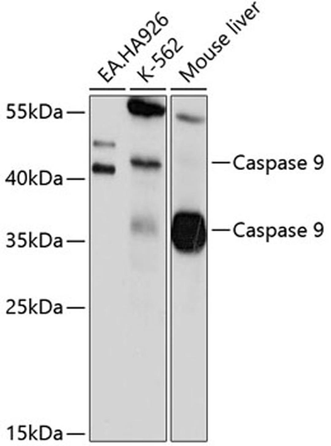 Western blot - Caspase-9 antibody (A0019)