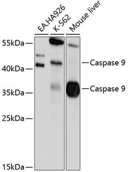 Western blot - Caspase-9 antibody (A0019)