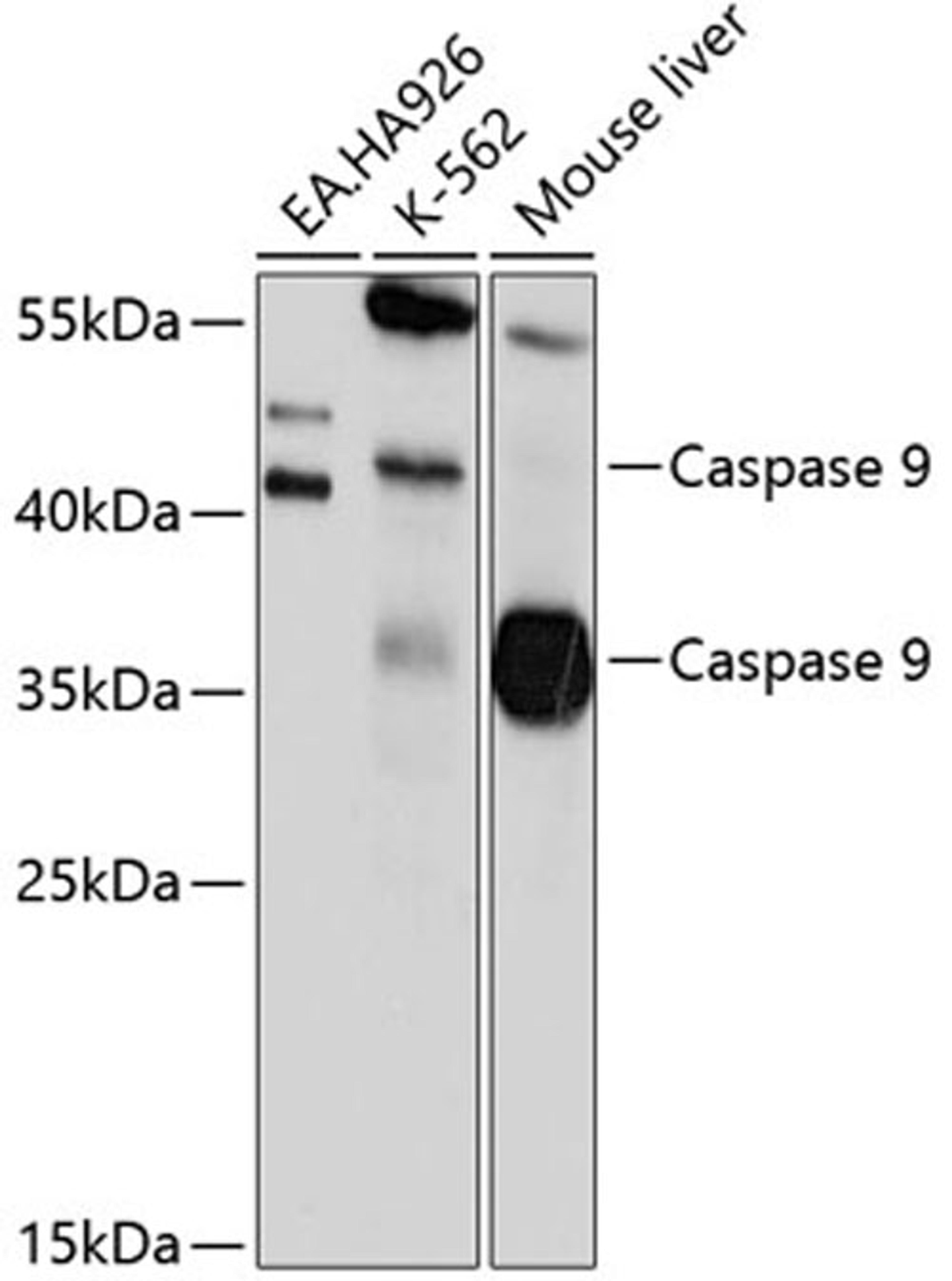 Western blot - Caspase-9 antibody (A0019)