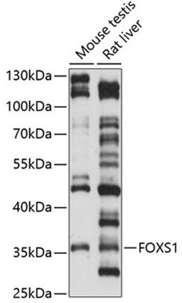 Western blot - FOXS1 antibody (A14732)