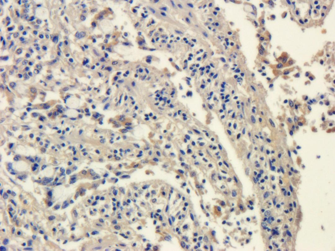 IHC-P image of pig small intestines tissue using anti-SRD5A2 (2.5 ug/ml)