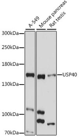 Western blot - USP40 antibody (A15856)