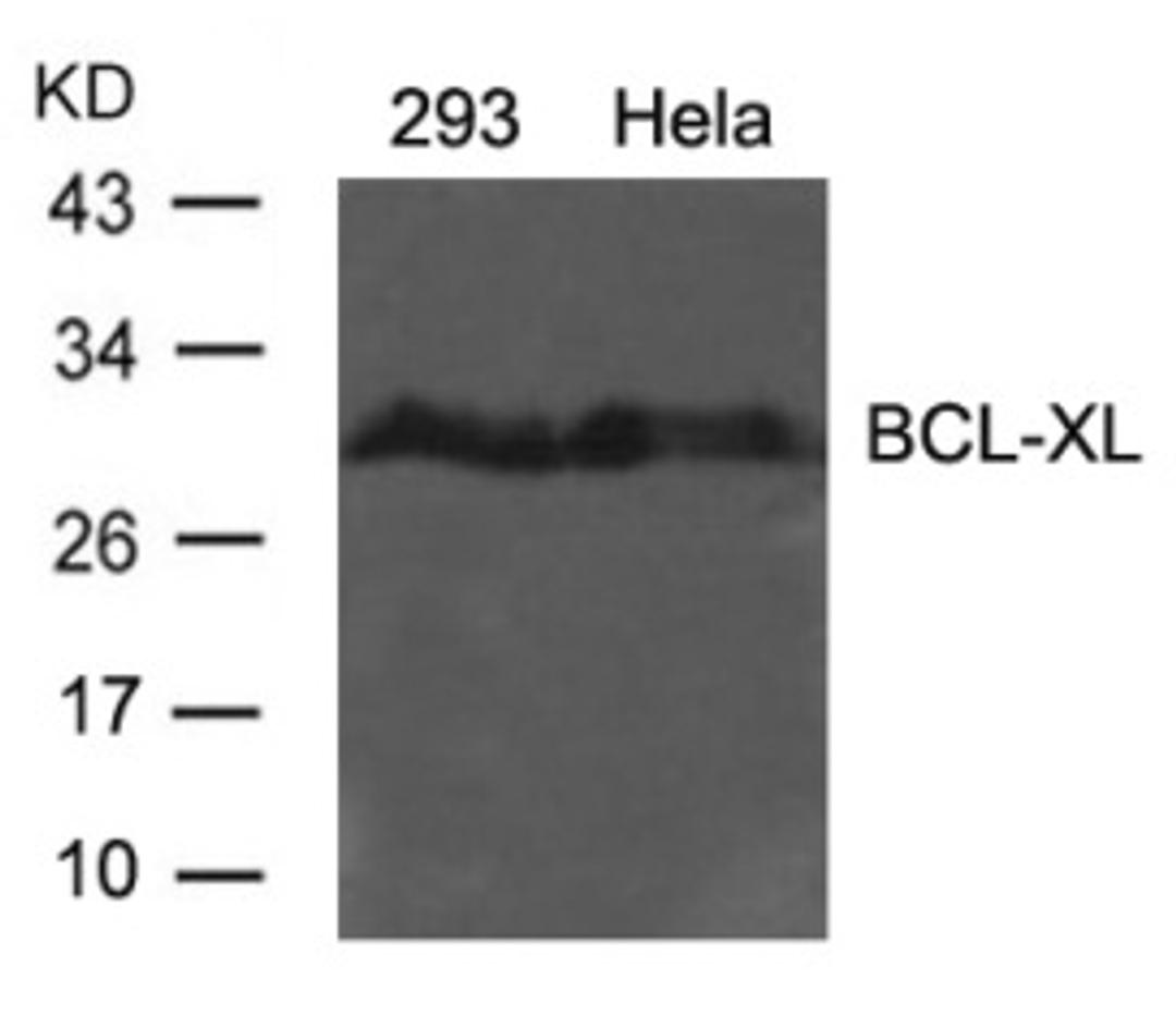 Western blot analysis of lysed extracts from 293 and HeLa cells using BCL-XL (Ab-62).